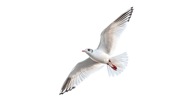 Seagull soaring gracefully in clear blue skies png