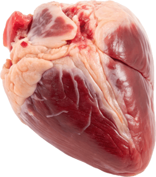 Raw Chicken Heart Anatomy Specimen with Detailed Medical Cardiovascular System png