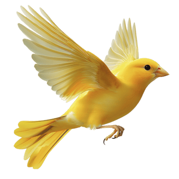 yellow canary bird flying with its wings spread wide png