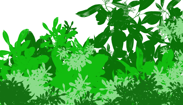 green plants and bushes on a transparent background png