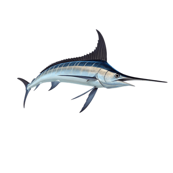A blue marlin fish is shown in the air png