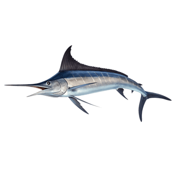 A blue marlin fish is shown in the water png