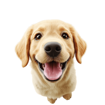 Happy golden retriever puppy with eyes and a playful tongue sticking out png