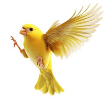 yellow canary in midflight with its wings fully spread and beak slightly open png