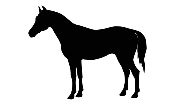 Horse black silhouette Illustration.A horse isolated on a white background vector