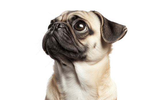 Pug gazing curiously at the camera indoors png