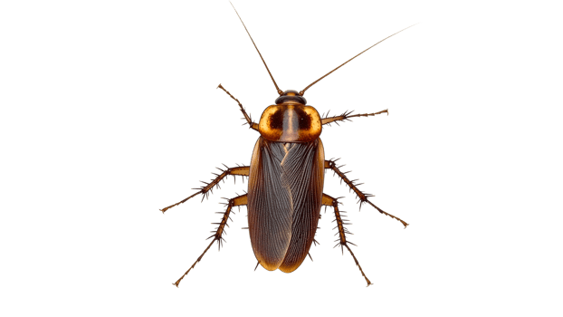 Close up of a cockroach on white background png