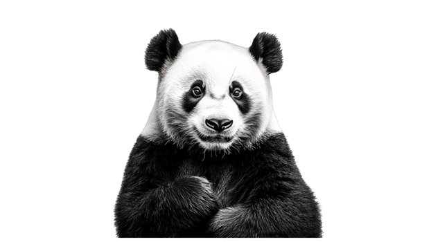 Panda displaying curiosity in a close up view png
