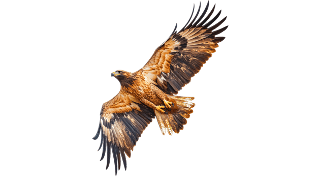 Golden eagle soaring in a clear blue sky png