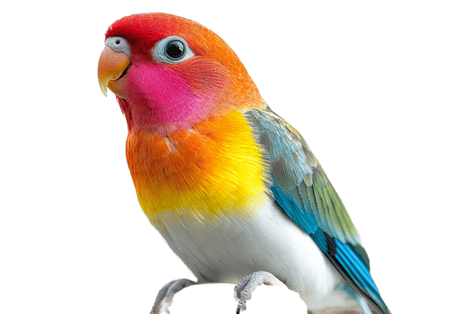 Bright parrot on a branch png