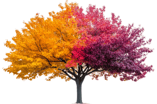Vibrant autumn tree foliage png