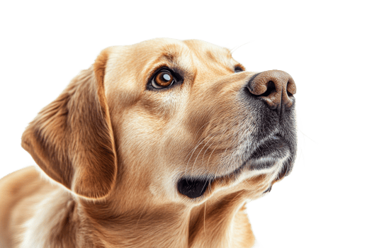 Golden retriever looking up with curiosity at home png