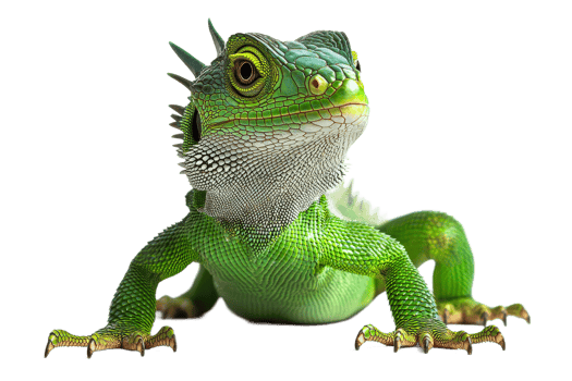 Green lizard resting on a flat surface png