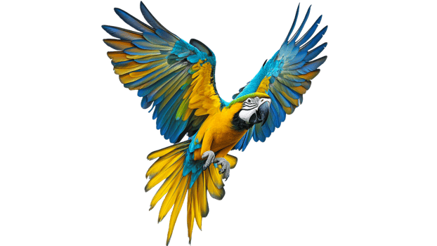 Macaw in dynamic flight with vibrant colors png