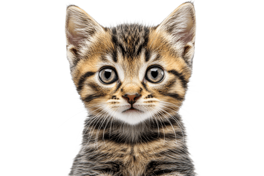 Cute tabby kitten with bright blue eyes in studio png