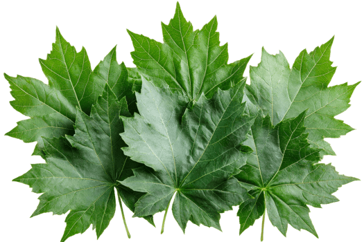 Fresh green leaves arranged on a white background png