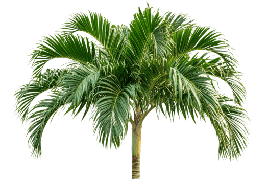 Lush green palm tree with vibrant fronds png