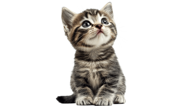 Cute gray tabby kitten looking up with curiosity png