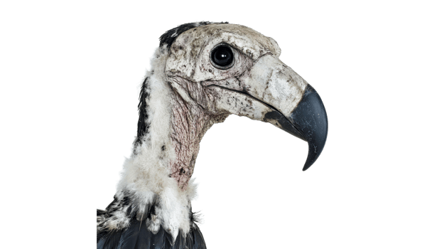 Close up of a vulture showing unique details png