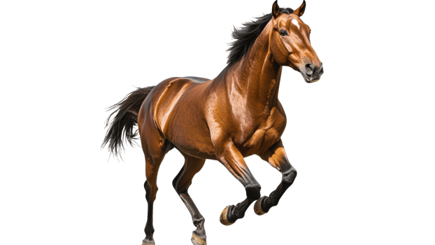 Brown horse galloping in daylight png