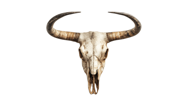 Bull skull with horns on transparent png