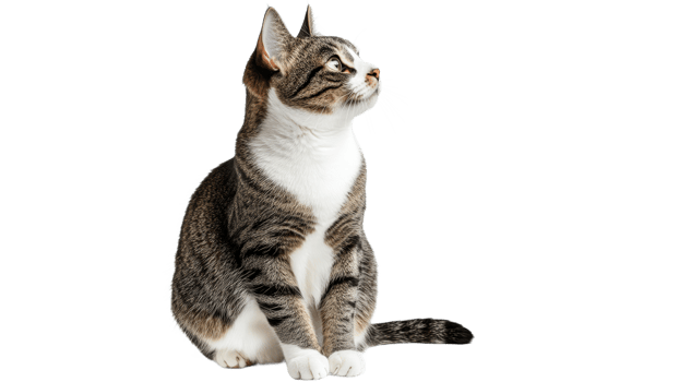 Stray tabby cat looking curiously to the side png