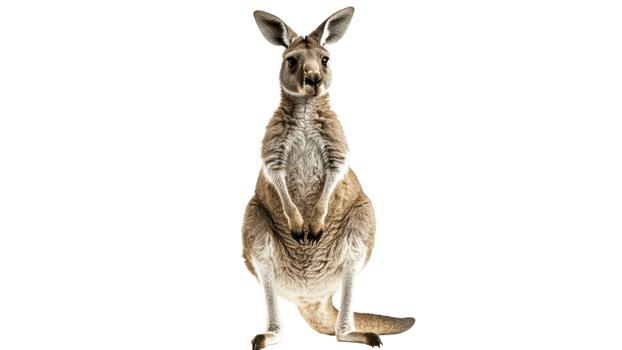 Kangaroo standing upright in a neutral setting transparent png