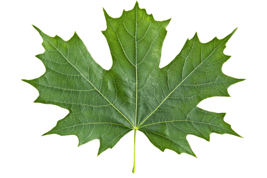 Maple leaf displayed on a transparent background png