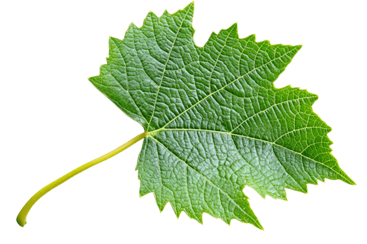 Intricate texture of green grape leaf png