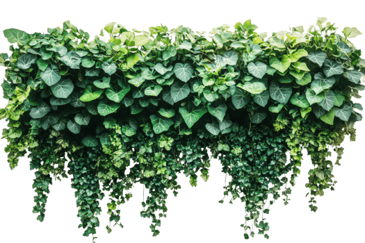 Green plants bring freshness indoors png