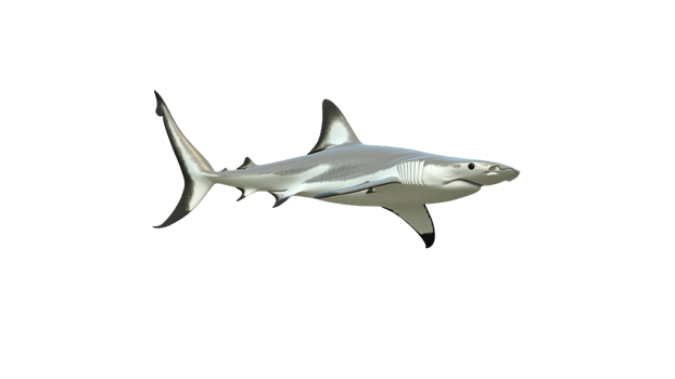 Shark swimming gracefully in clear waters transparent background png