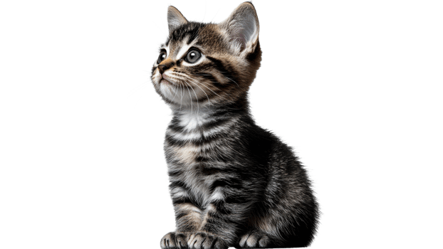 Cute kitten sitting with a curious expression png
