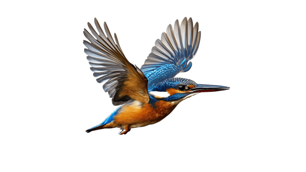 Colorful kingfisher in mid flight above water png