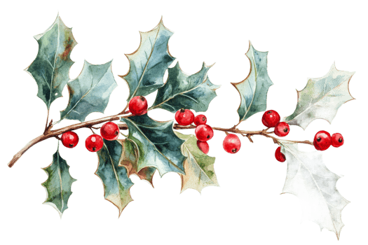 Holly branch with red berries and green leaves transparent background png