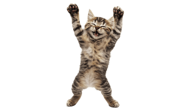 Sunny kitten stretches playfully png