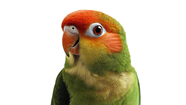 Bright, distinctive parrot with vivid colors png