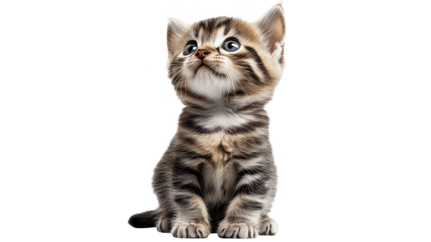 Blue eyed kitten on white backdrop png