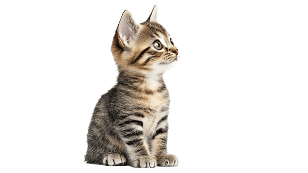 Graceful tabby kitten on white background png