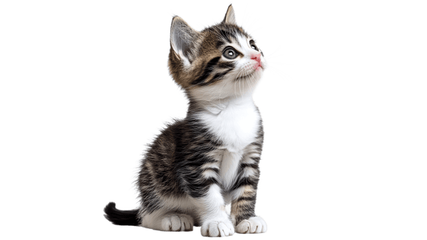 Curious kitten gazing upward in bright light png