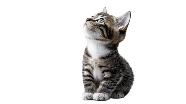 Cute kitten gazing upward in bright environment png
