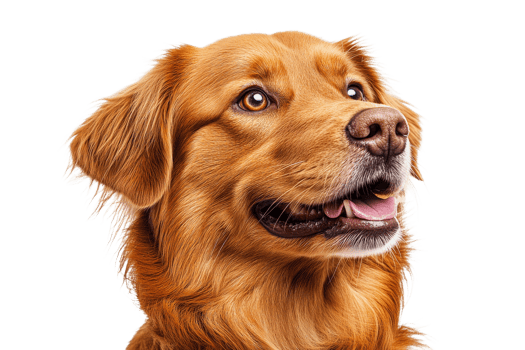 Joyful golden retriever on display png
