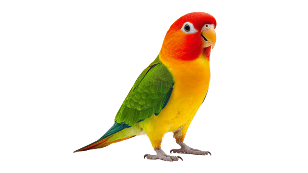 Colorful parrot standing on a white background png