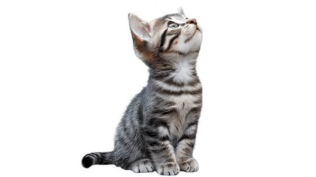 Cute striped kitten looking up with curiosity png