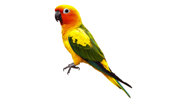 Beautiful sun conure perched in natural pose png