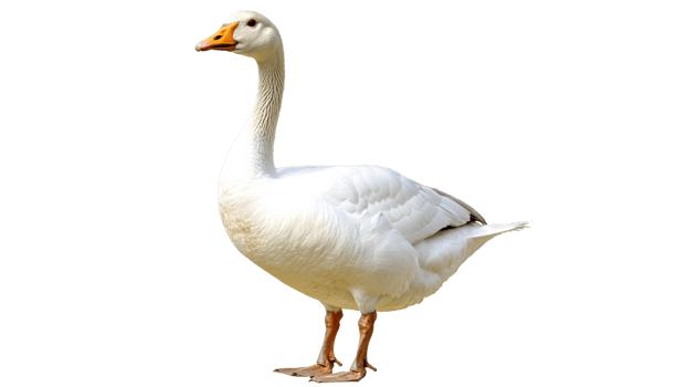 Large white goose standing on a white background png