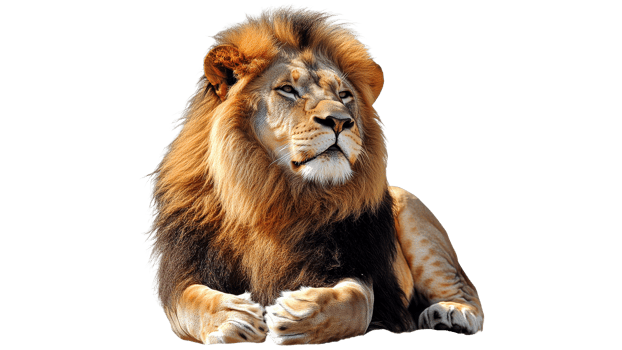 Majestic lion resting in peaceful tranquility png