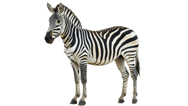 Unique zebra stands proudly with striking stripes png