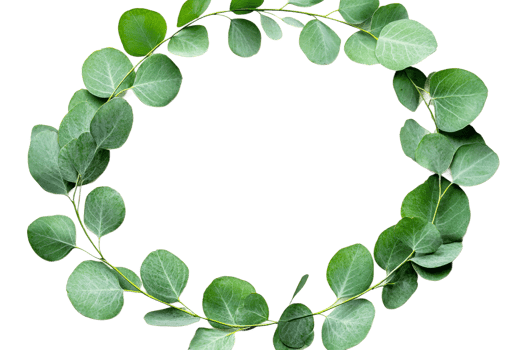 Circular arrangement of green eucalyptus leaves png