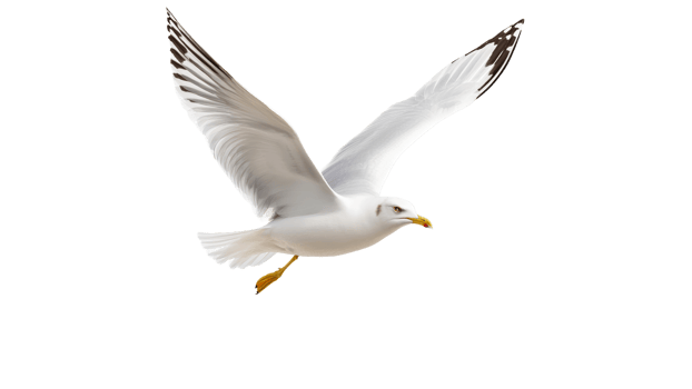 Seagull soaring in clear sky over calm waters png