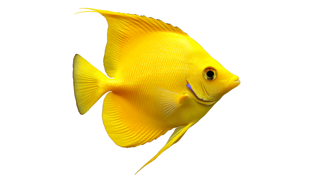 Bright yellow fish swimming gracefully in water cut out transparent isolated png